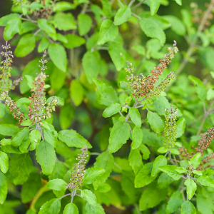 Ocimum tenuiflorum / Tulsi