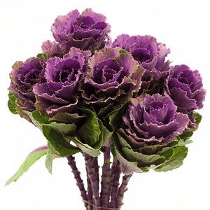 Ornamental Kale Crane Ruby