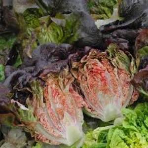 Lettuce Intred