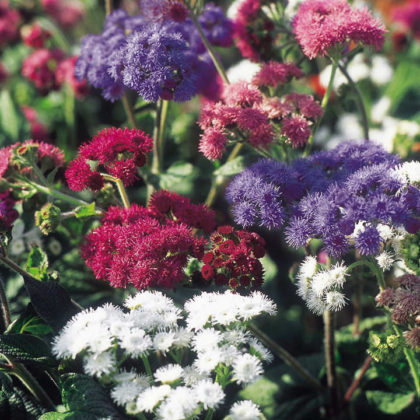 Ageratum Houstianum Timeless Mix