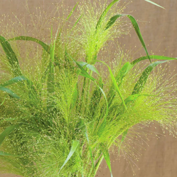 Panicum virgatum Fontaine