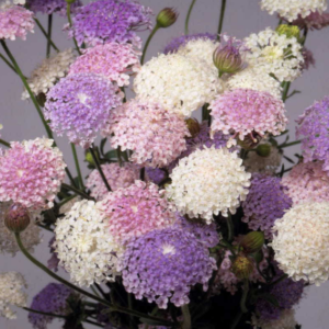 Didiscus caeruleus / Lace flower