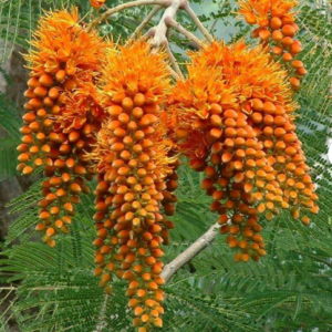 Colvillea racemosa