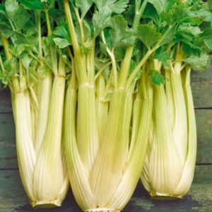 Celery Golden Spartan