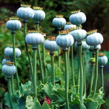 Papaver somniferum Bowling ball