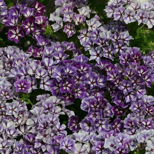 Phlox Sugar Stars