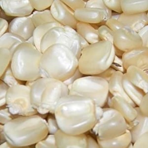 Corn Hickory King White