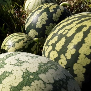 Watermelon Preserving Serbian melon