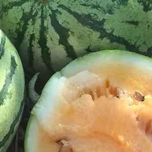 Watermelon Clay County