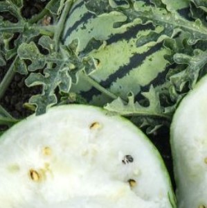 Watermelon Silver Yamato