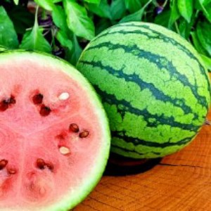 Watermelon Beni Kodama