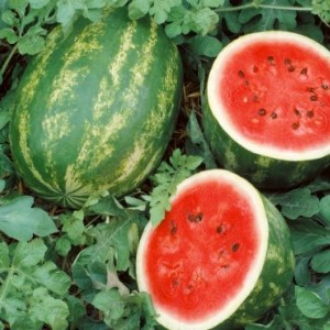 Watermelon All Sweet