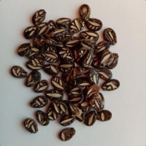 Watermelon Cekirdegi Oyali