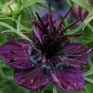Nigella papillosa Midnight
