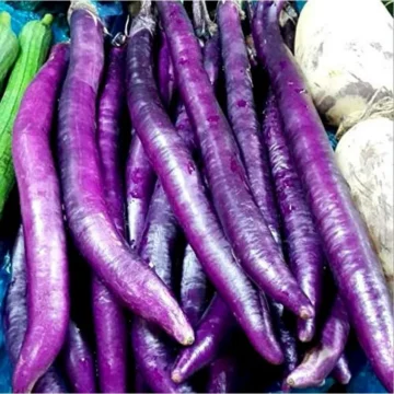 Fengyuan Purple Eggplant