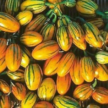 Eggplant Striped Togo