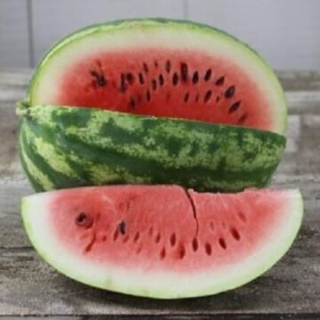 Watermelon Giant Kolb’s Gem