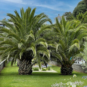 Phoenix canariensis