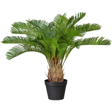 Cycas revoluta