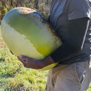 Gourd / Lagenaria siceraria African Drum