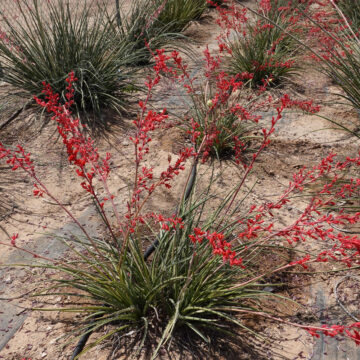 Hesperaloe parviflora