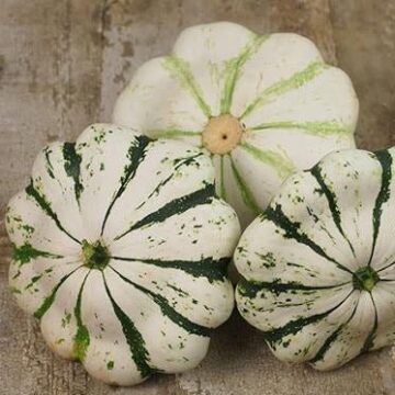 Patisson Scallop Vert et Blanc