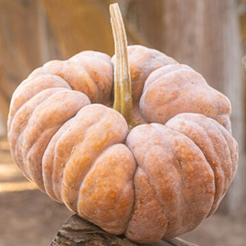 Squash Yuxijiangbinggua