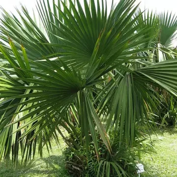 Sabal minor / Dwarf palmetto