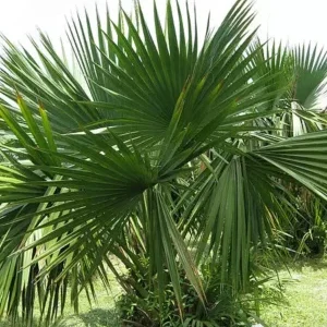 Sabal minor / Dwarf palmetto