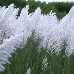 Saccharum spontaneum