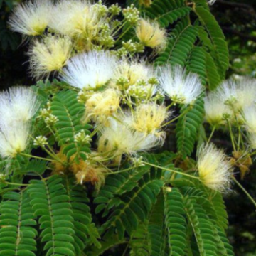 Albizia kalkora