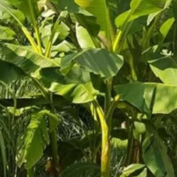 Musa sikkimensis / Darjeeling Banana