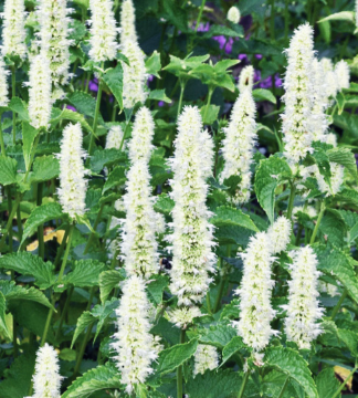 Agastache rugosa f. albiflora