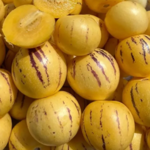 Solanum muricatum Pepino