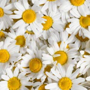 Anthemis nobilis / Roman Chamomile