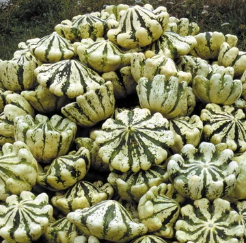 Patisson Scallop Jaune et vert