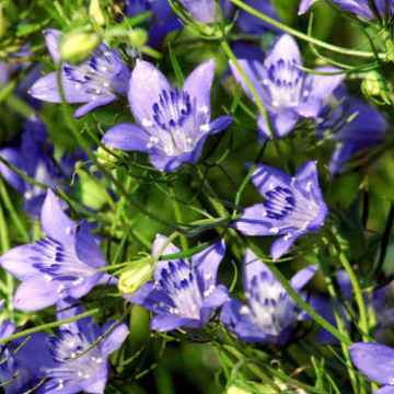 Nigella bucharica 'Blue Stars'