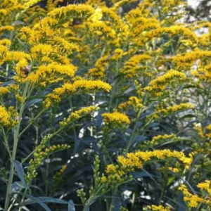 Solidago gigantea