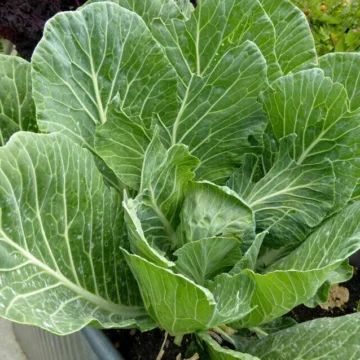 Collard Astera