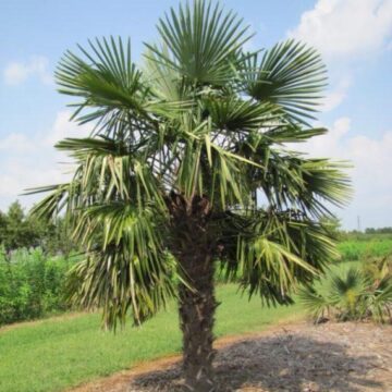 Trachycarpus fortunei